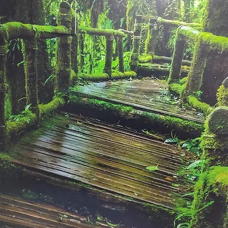 El Bosque Encantado * Toledo